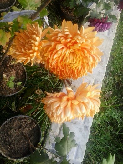 portocaliu - Crizanteme 2014