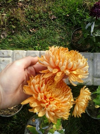portocaliu deschis - Crizanteme 2014