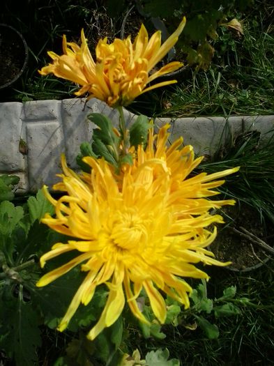 galben hibrid - Crizanteme 2014