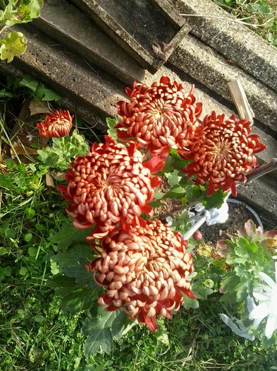 grena rosu - Crizanteme 2014