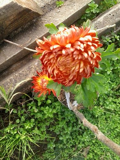 rosu portocaliu - Crizanteme 2014