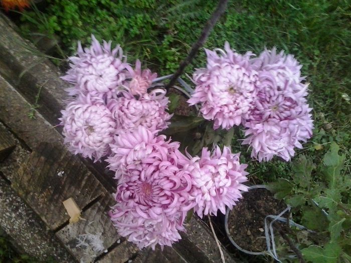 roz pitic - Crizanteme 2014