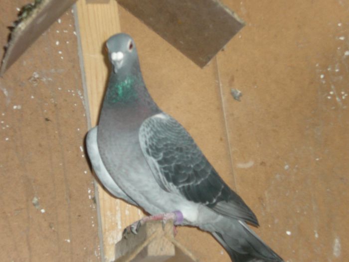 Roger verecke+jan theelen+taveime rigole rost