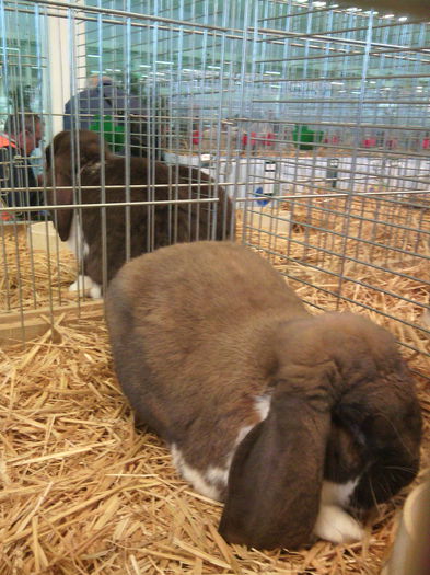 20 - Expozitie Nitra Slovacia 2014