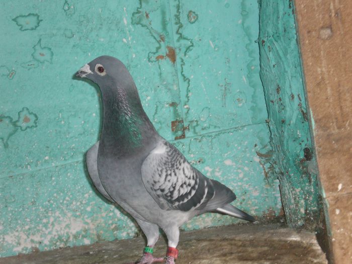 ARDEN +STICHELBAULT 1 CLS .VIENA