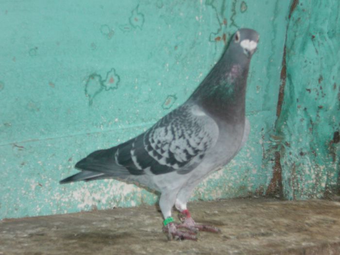 ARDEN+ STICHELBAULT 1 CLS.VIENA