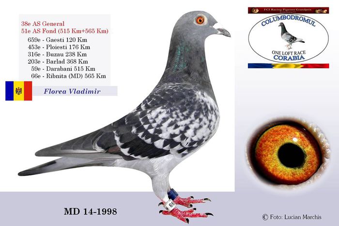 MD-14-1998 - Rezultate columbodroame