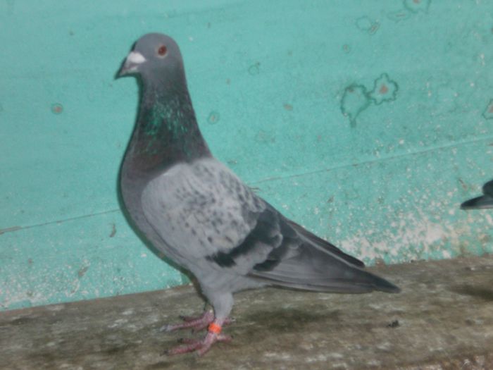 van dick+v.d pasch+van loon+jan thelen+roger verecke