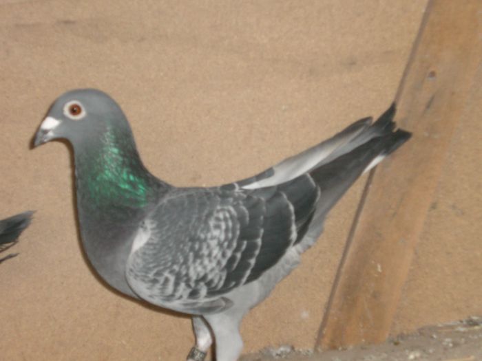 Super crack+Roger Verecke+Jan Thelen