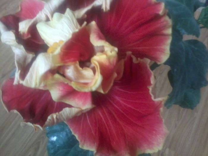 tahitian spotted sun - hibiscusi2015-1