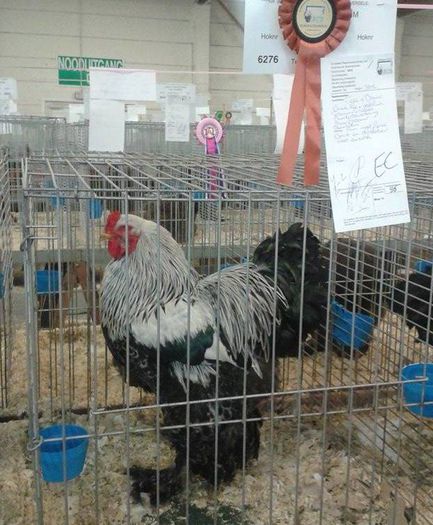 champion - Campionatul European de Brahma in  Affligem Belgia 21-23 nov