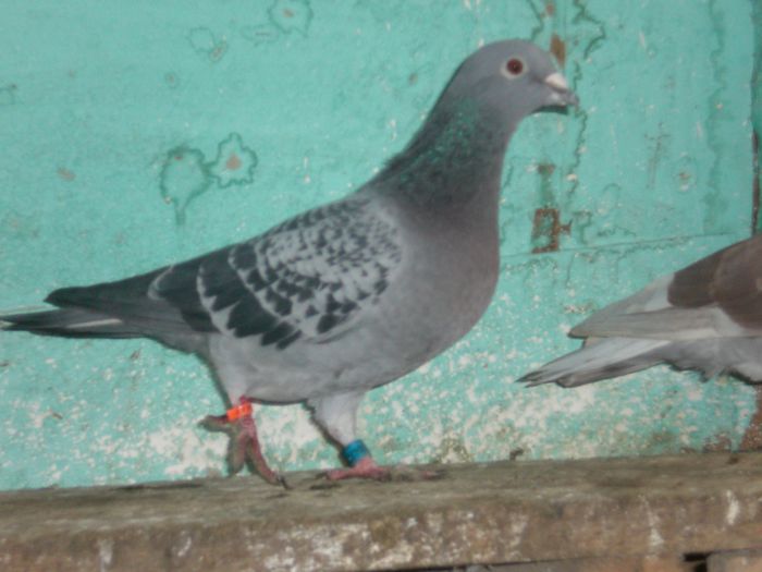 MARCEL DESMET+ MARC ROZENS