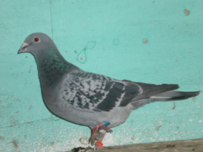 Fodor Ioan 2 clasari wiena /amstetem