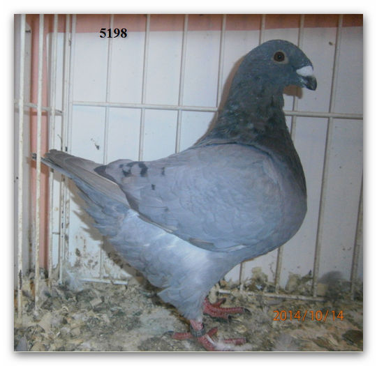 v t 5198 nick - ARHIVA   AMERICANI   VINDUTI