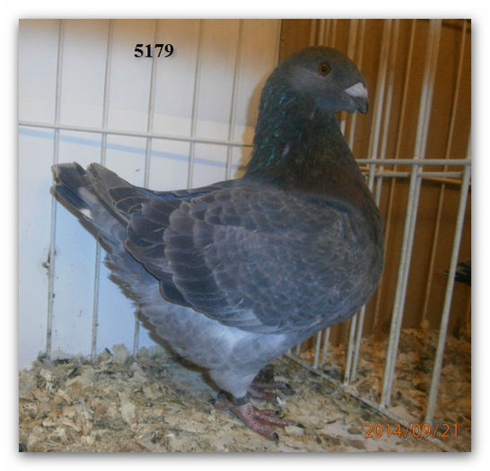 5179 h+¡m nick - ARHIVA   AMERICANI   VINDUTI