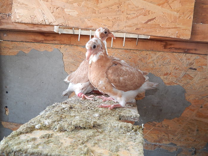 DSCN7736 - Radu Adrian