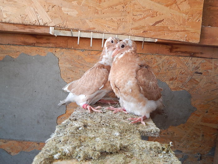 DSCN7737 - Radu Adrian