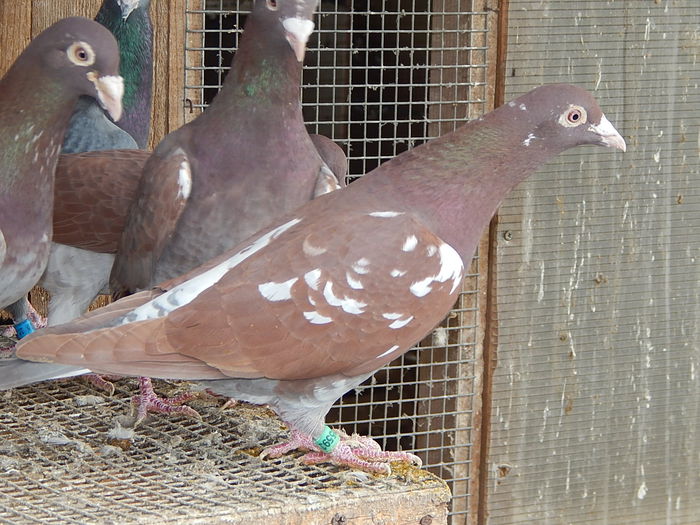 DSCN7769 - Ramon Iovanovici