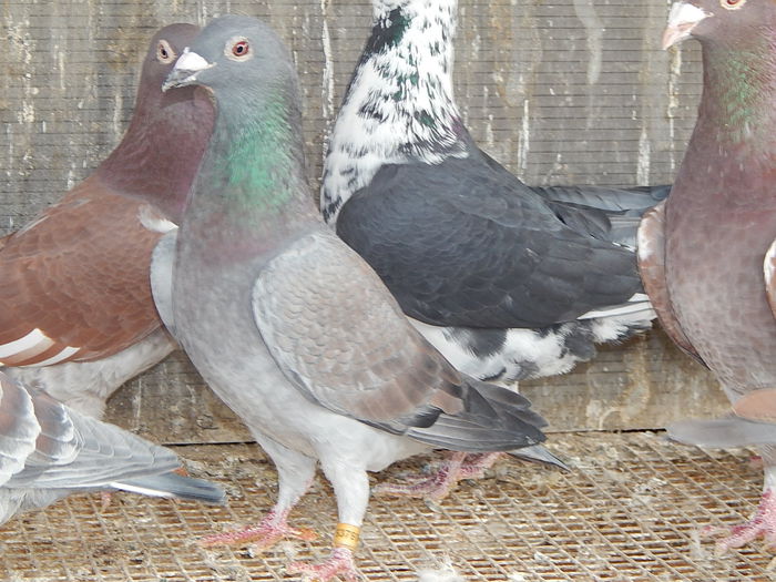 DSCN7770 - Ramon Iovanovici