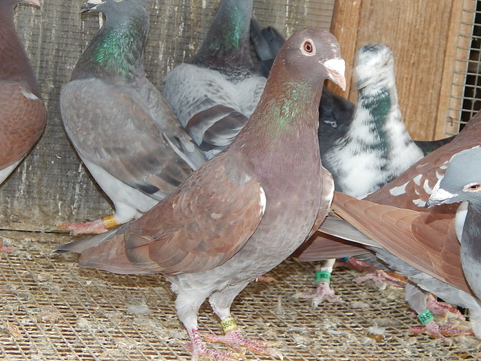 DSCN7771 - Ramon Iovanovici