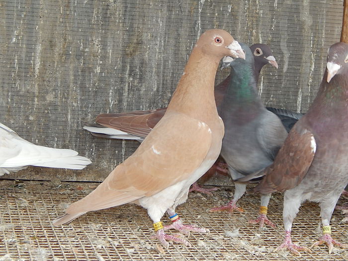 DSCN7772 - Ramon Iovanovici