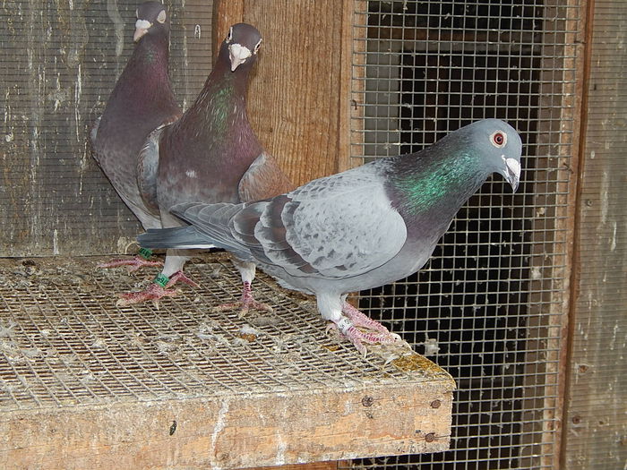 DSCN7775 - Ramon Iovanovici