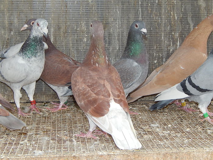 DSCN7776 - Ramon Iovanovici