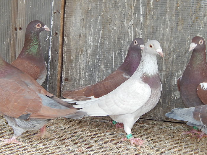 DSCN7777 - Ramon Iovanovici