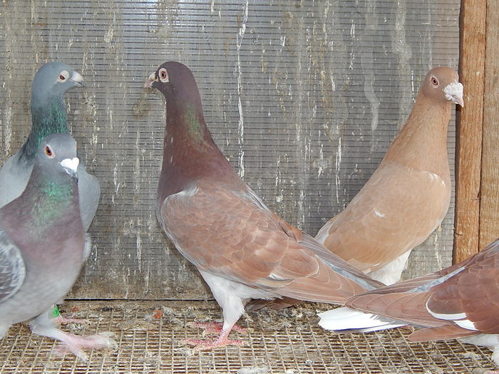 DSCN7779 - Ramon Iovanovici