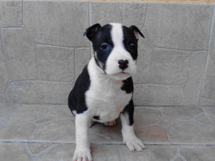 Pt. TIBI...Austria - DE VANZARE PUI PITBULL BLUE SI NEGRU TRICOLOR EXPIRAT  2