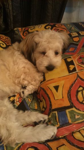 DSC_0727 - Fritz  Bella  Mimi