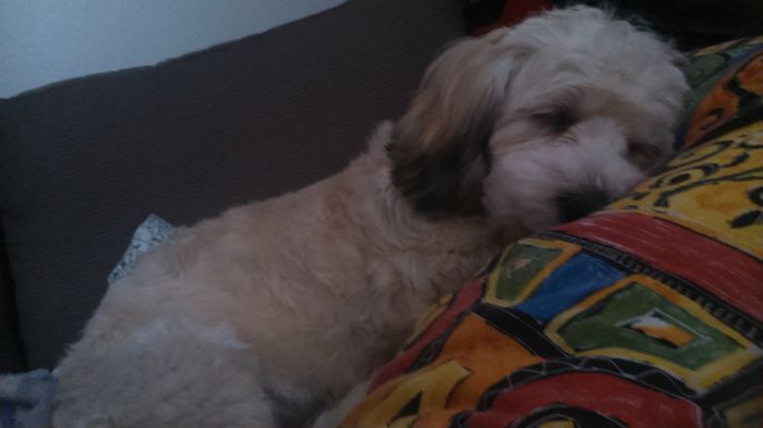 DSC_0709 - Fritz  Bella  Mimi