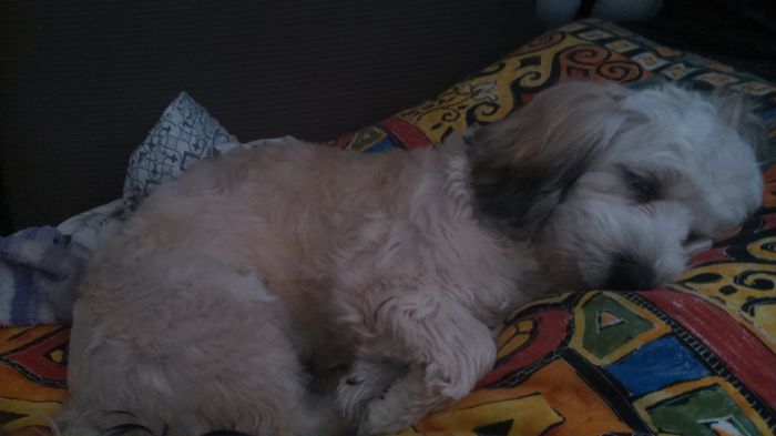 DSC_0710 - Fritz  Bella  Mimi