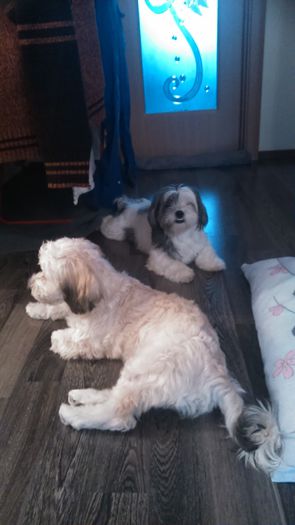 DSC_0718 - Fritz  Bella  Mimi