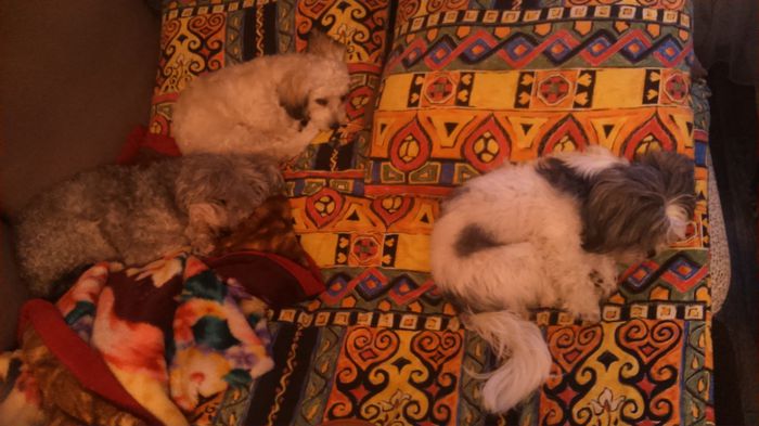 DSC_0721 - Fritz  Bella  Mimi