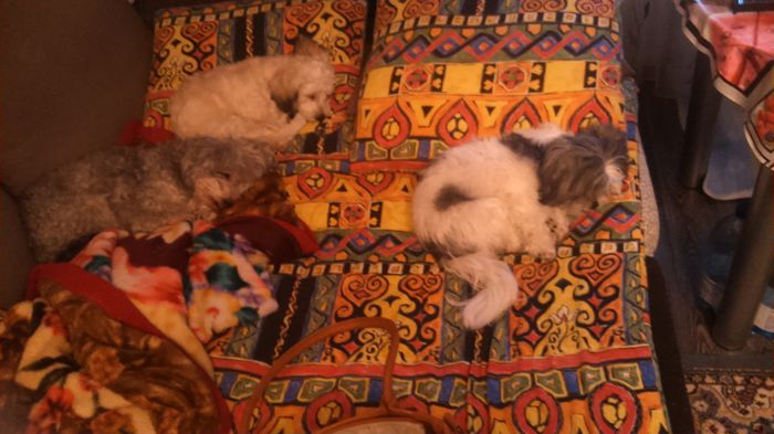 DSC_0722 - Fritz  Bella  Mimi