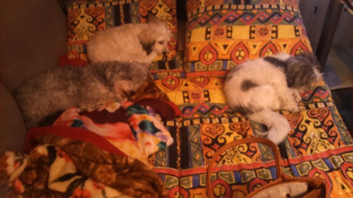 DSC_0723 - Fritz  Bella  Mimi