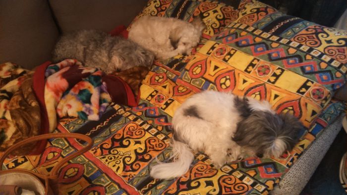 DSC_0724 - Fritz  Bella  Mimi