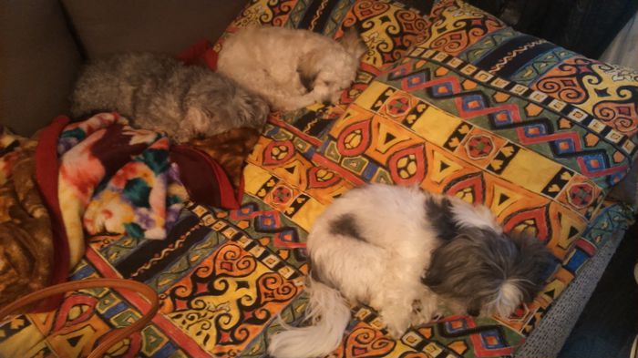 DSC_0725 - Fritz  Bella  Mimi