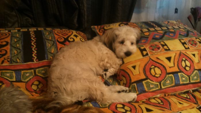 DSC_0726 - Fritz  Bella  Mimi