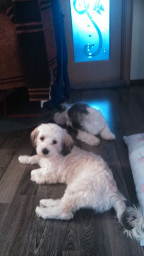 DSC_0716 - Fritz  Bella  Mimi