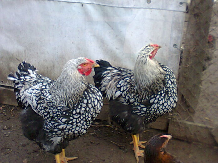 Fotografie2821 - WYANDOTTE ARGINTIU 2014-2015