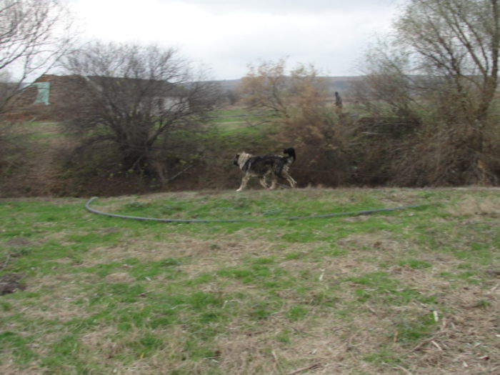 DSC05285 - cainii mei