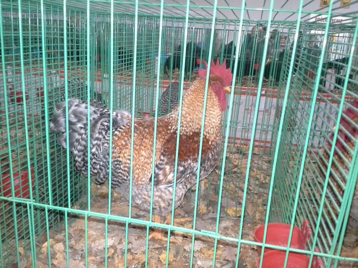 20141122_121234 - Expo NITRA 2014