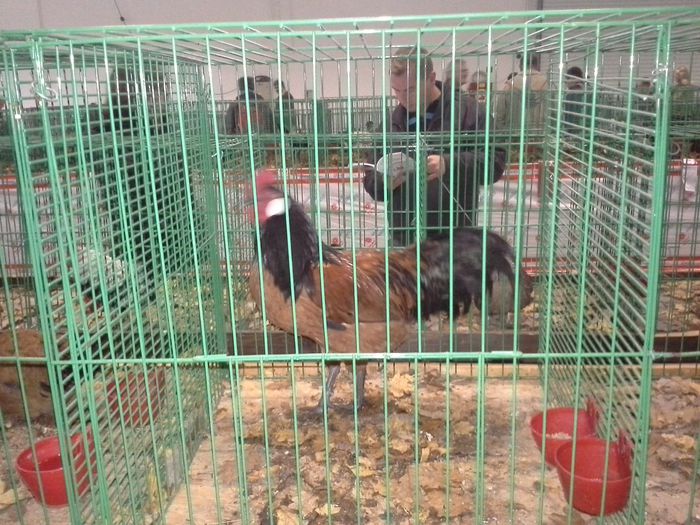 20141122_121820 - Expo NITRA 2014