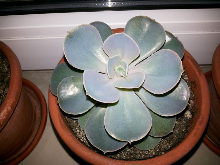 207 Echeveria nurnberg - Suculente - 2014