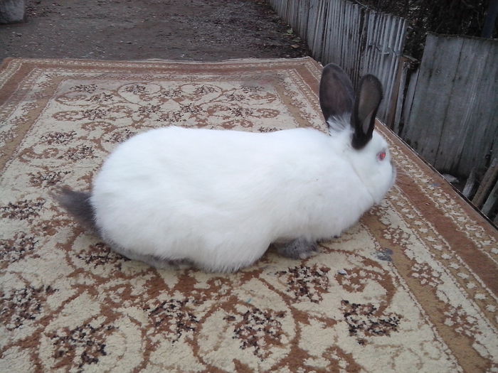 femela; 2luni si o saptamana
2,15kg
