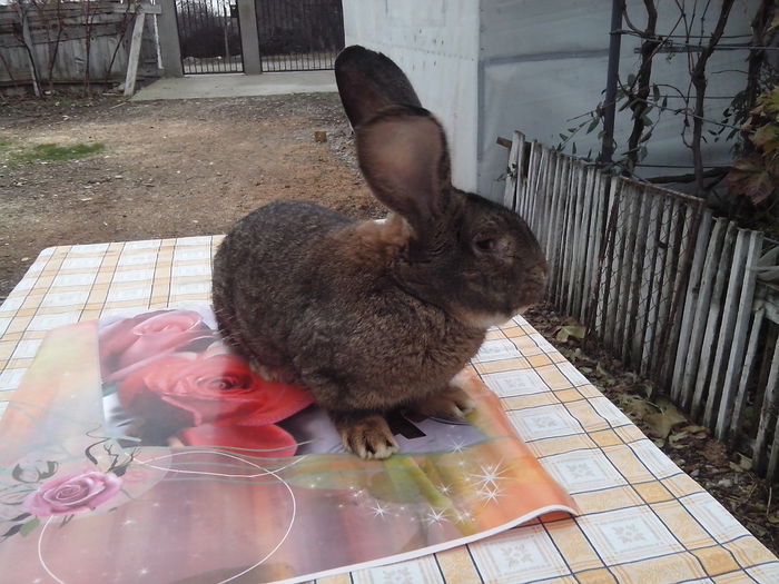 mascul; 10luni
6,6 kg
