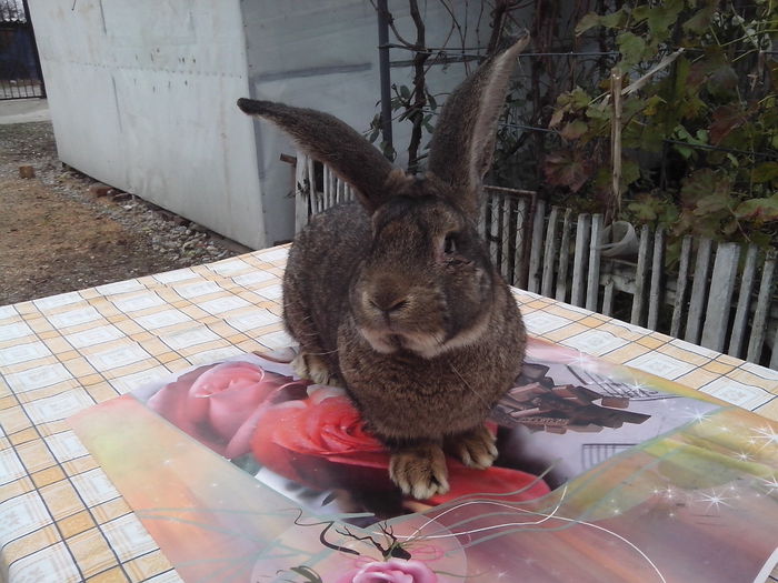 mascul; 10luni
6,6kg
