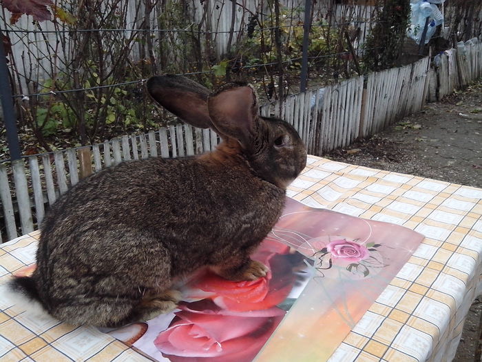 mascul; 10luni
6,6kg
